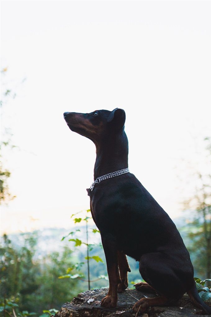Zora