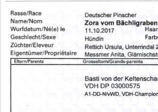 Stammbaum Zora vom Bächligraben