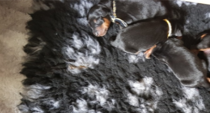 Tag 3 - Süsse Träume, kleine Mäuse